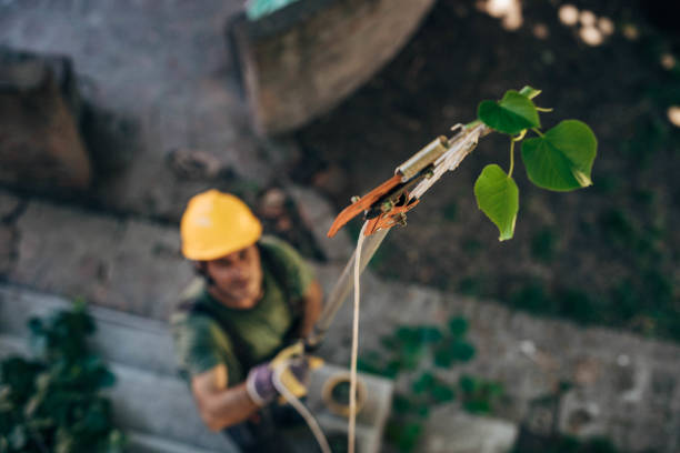 Best Arborist Consultation Services  in Perry Park, CO