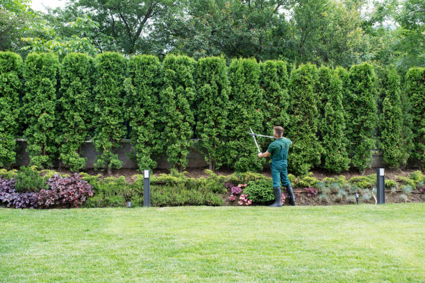 Best Sod Installation  in Perry Park, CO